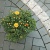 Тротуарная клинкерная брусчатка LHL Klinkier i AKA (CRH) Meissen серая, 240*118*52 мм